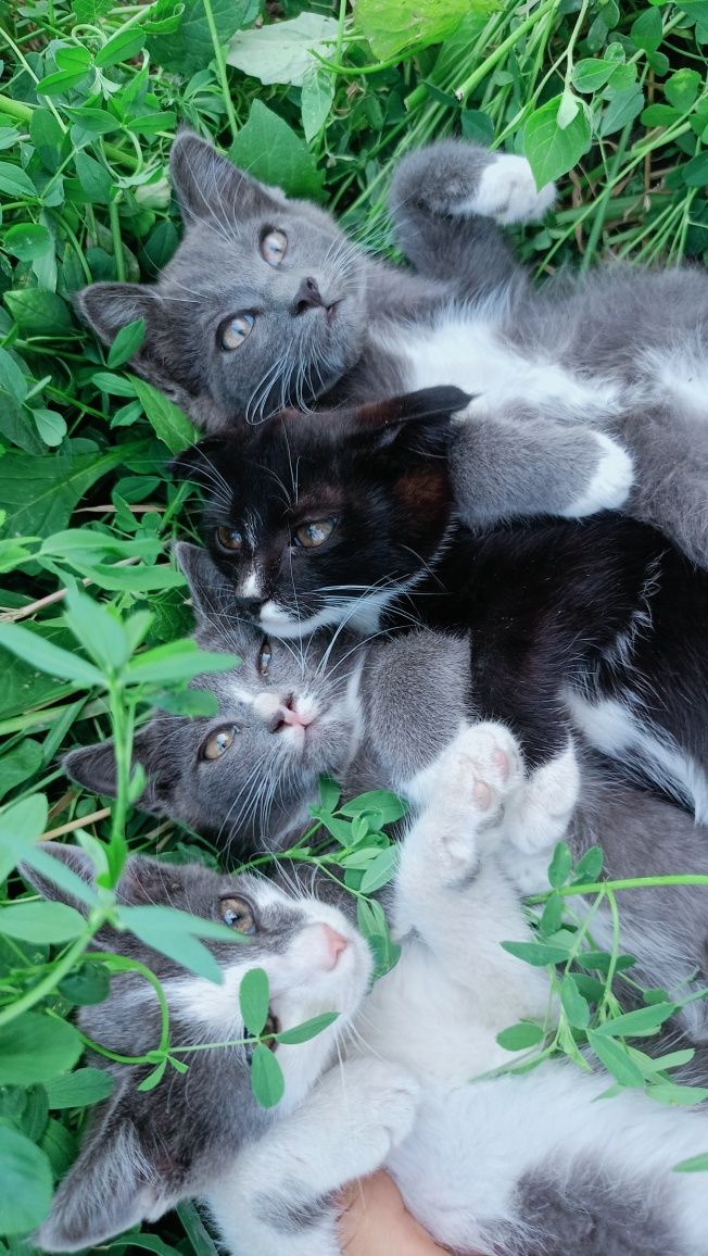 Отдам бесплатно  красивых котят хорошие руки