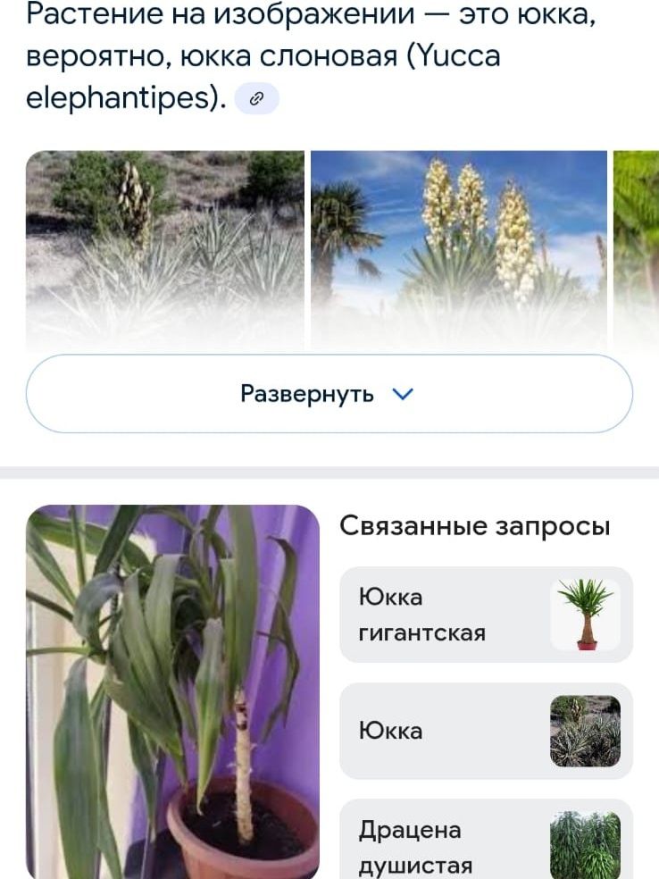 Комнатные растения.  Почти даром.