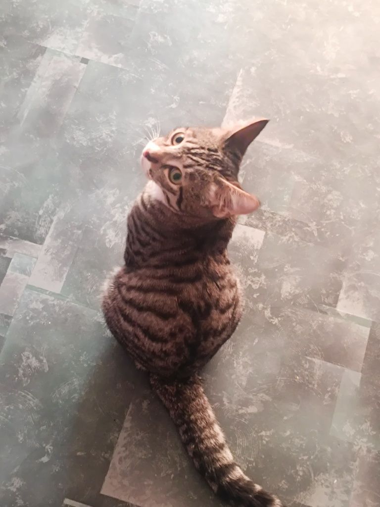 отдам котёнка       .