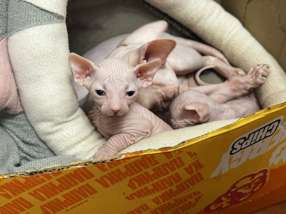 Продам котят канадского сфинкса