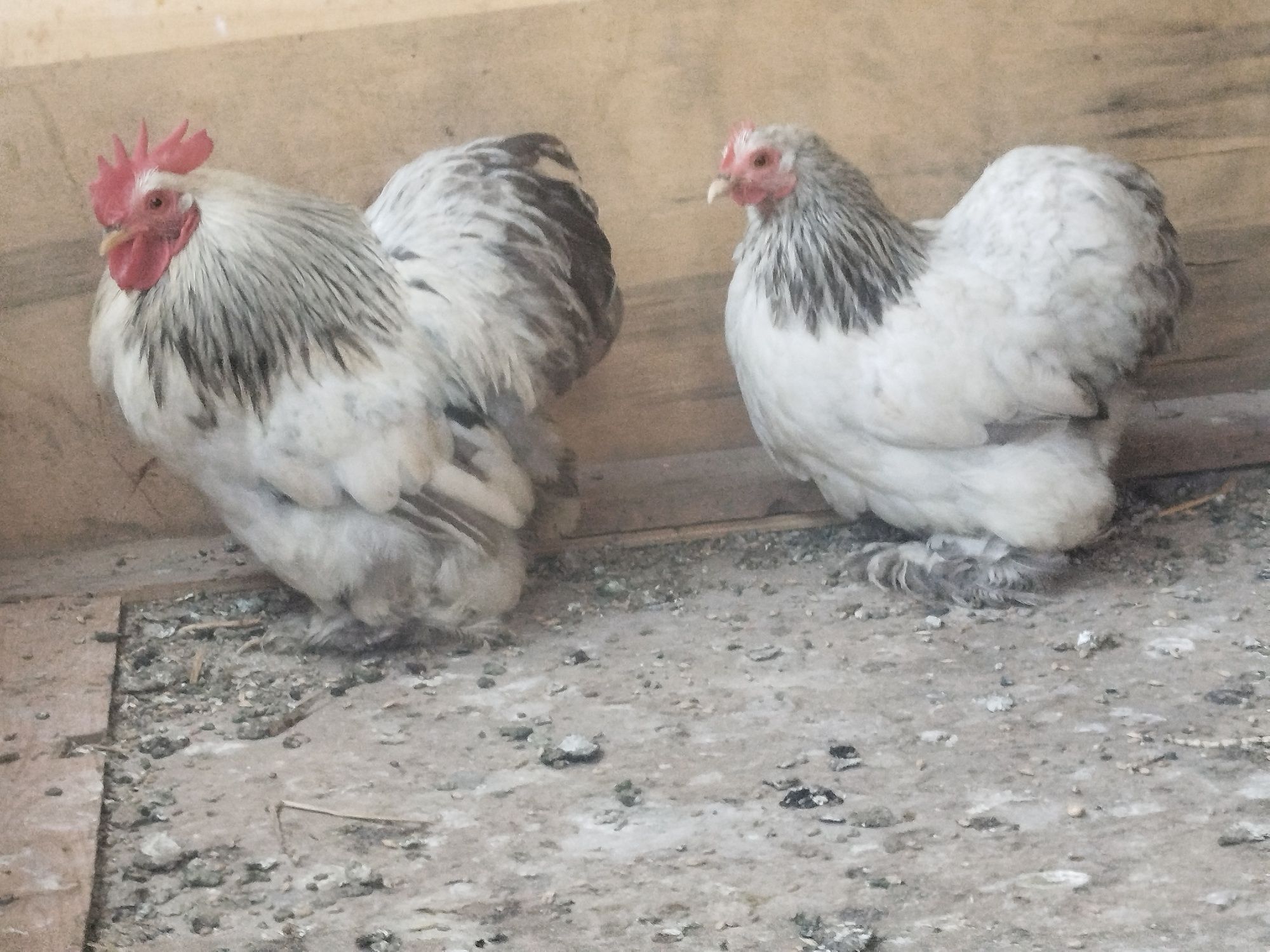 Кохинхин карликовый продам