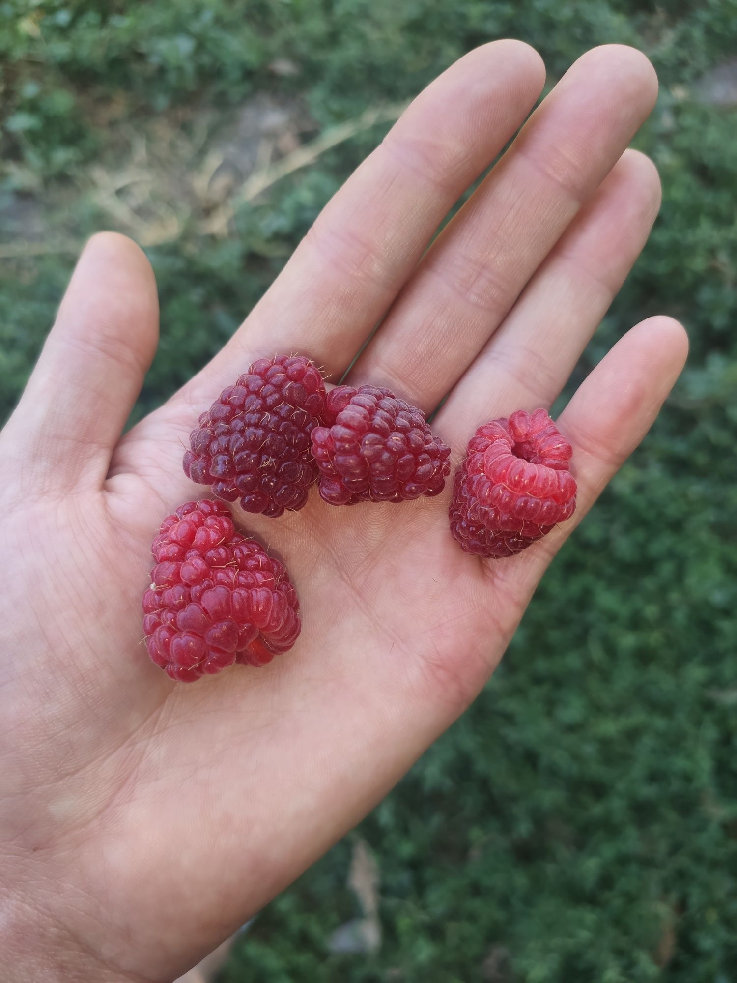 Продам малину сорт МАЛИНОВАЯ ГРЯДА, саженцы