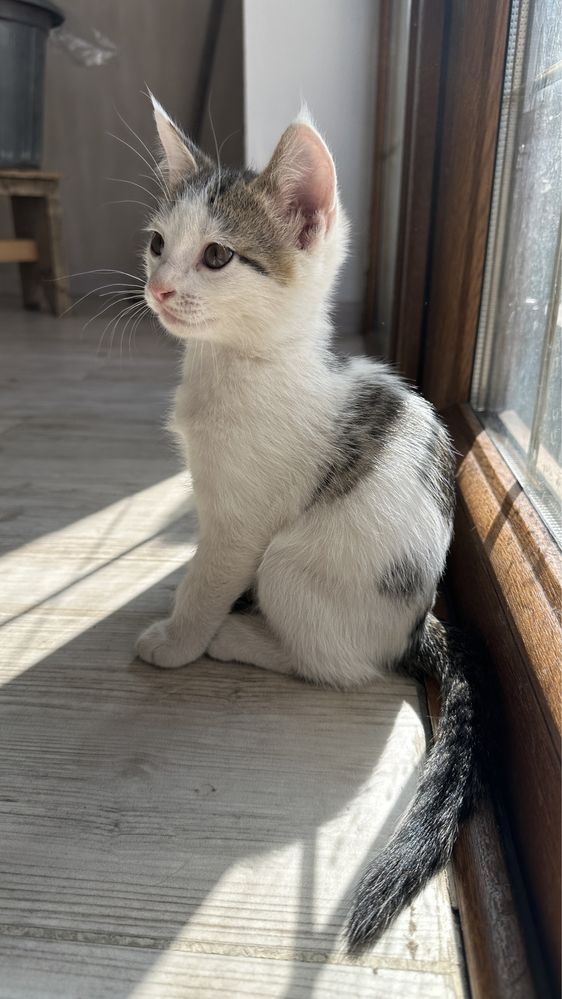 Котята мальчики