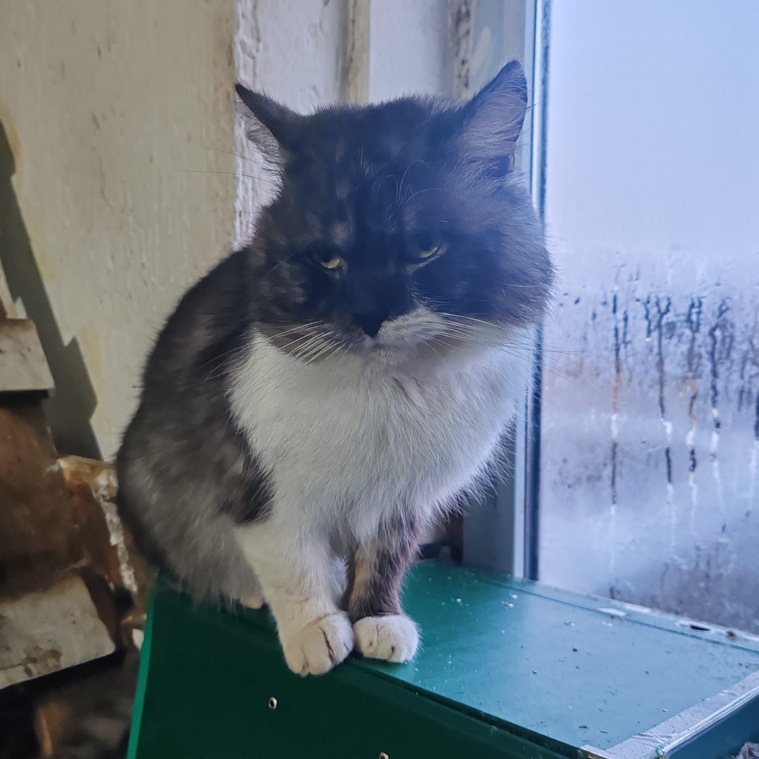 Отдадим даром котика!