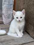 Отдам котят бесплатно