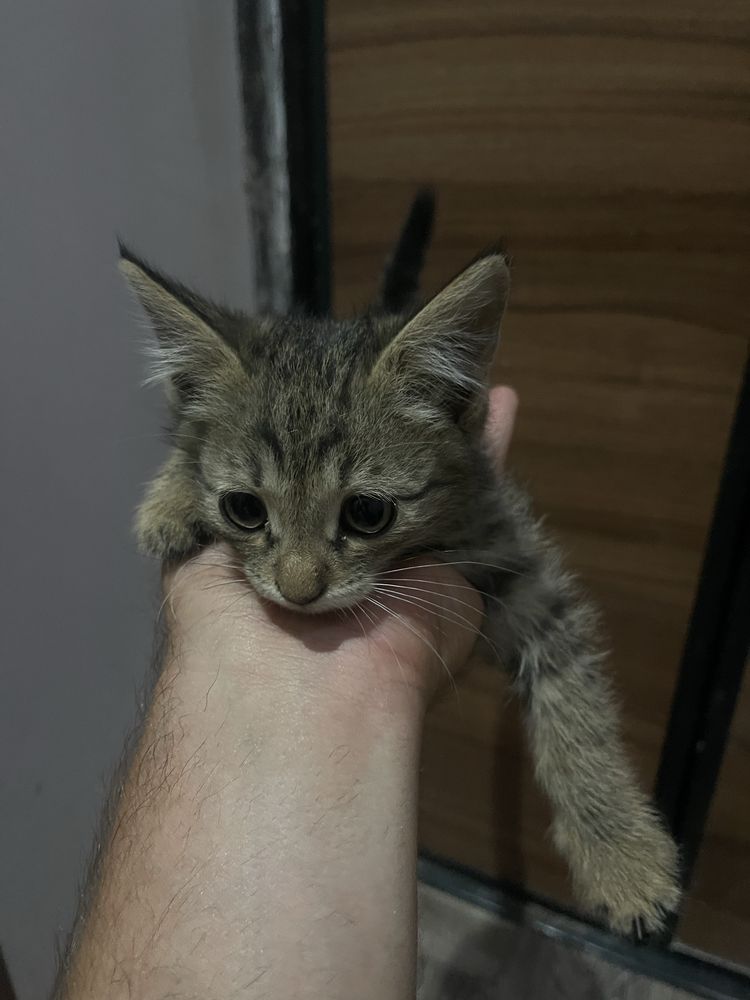 4 котята отдам в добрые руки