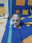 Котята даром, домашние