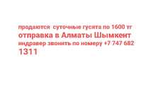 продаются  суточные гусята по 1600 тг отправка  в Алматы Шымкент индра