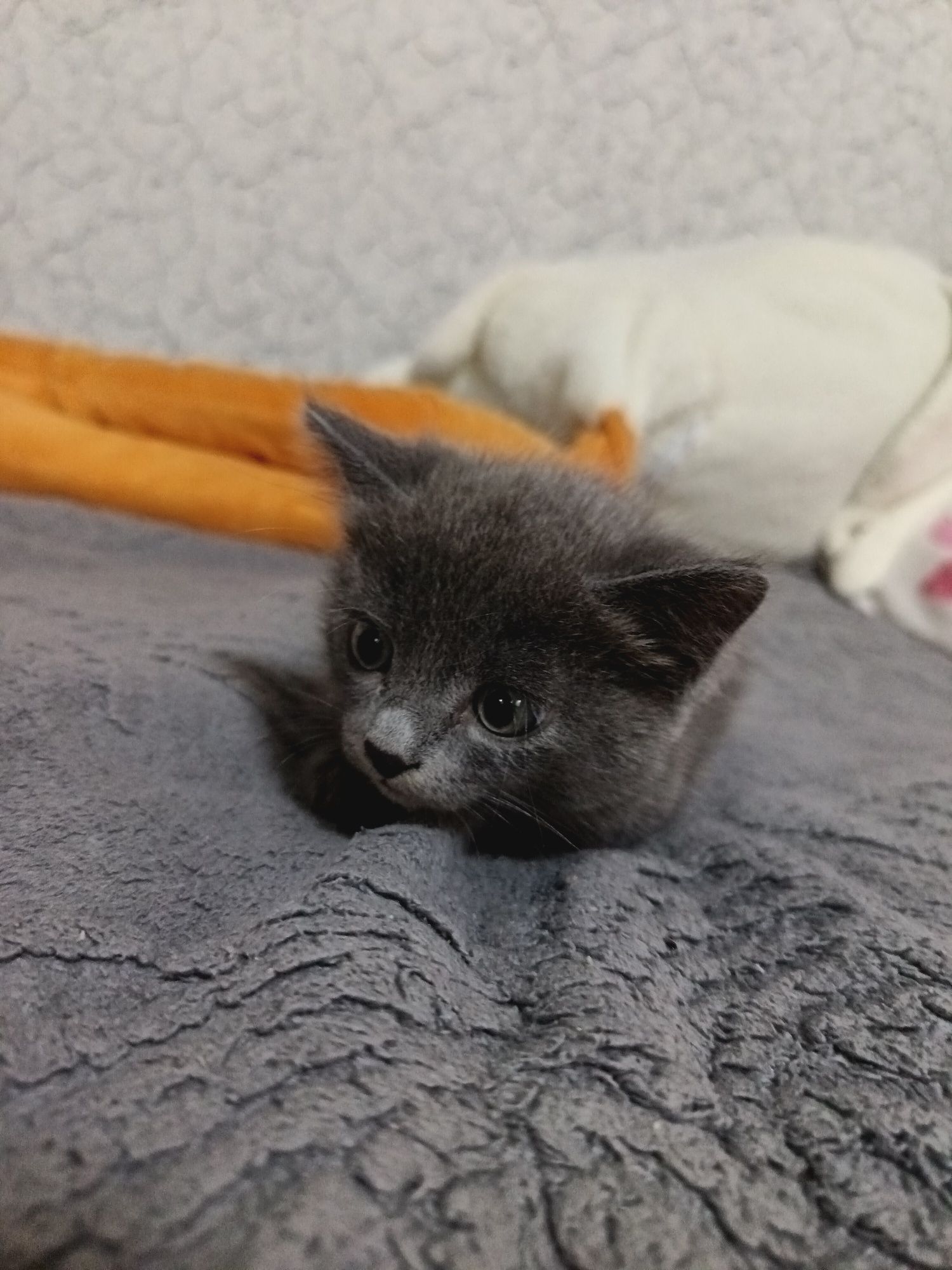 Отдам котёнка в хорошие руки