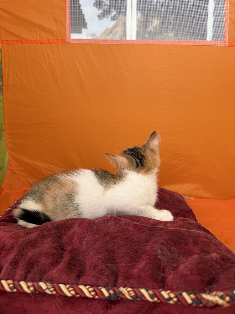 Котенок 2.5 месяца