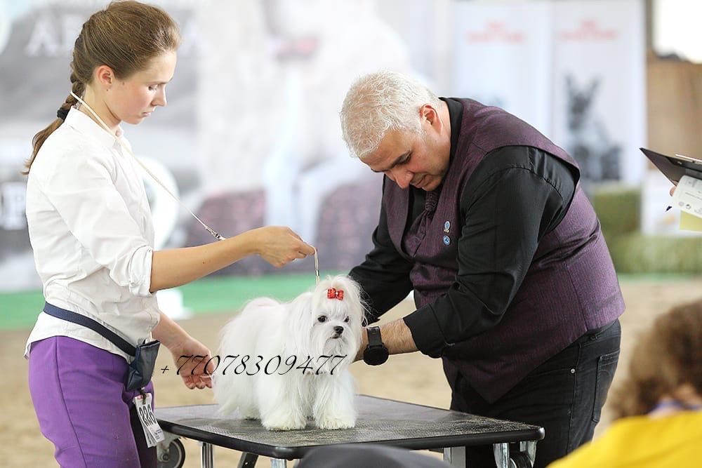 Продается девочка мальтезе. FCI