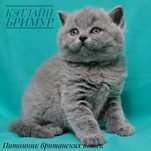 Британские котята из питомника!