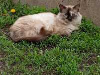 Отдам в добрые руки кошку
