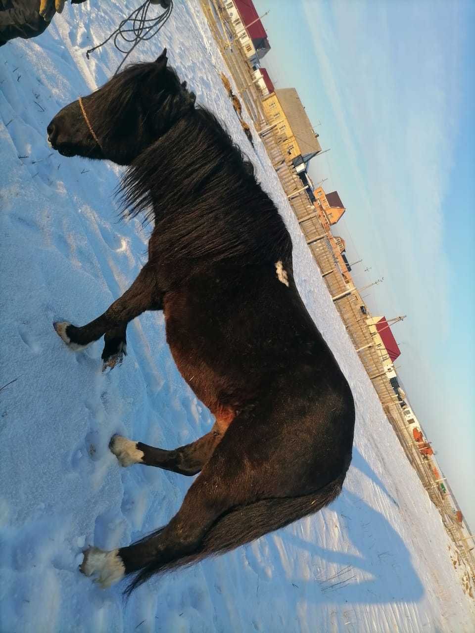 Продам действующего жеребца