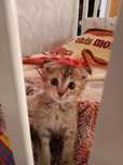 Отдам котёнка вислоухого в добрые руки