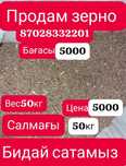 Продам зерно  бидай Есть