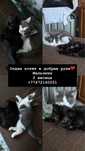 Отдам котят в доьрые руки