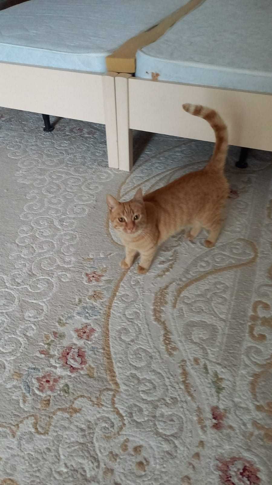 Кошечку в добрые руки