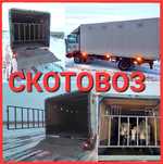 Скотовоз. Перевозка животных. Услуги скотовоза. Перевозка скота. Грузо