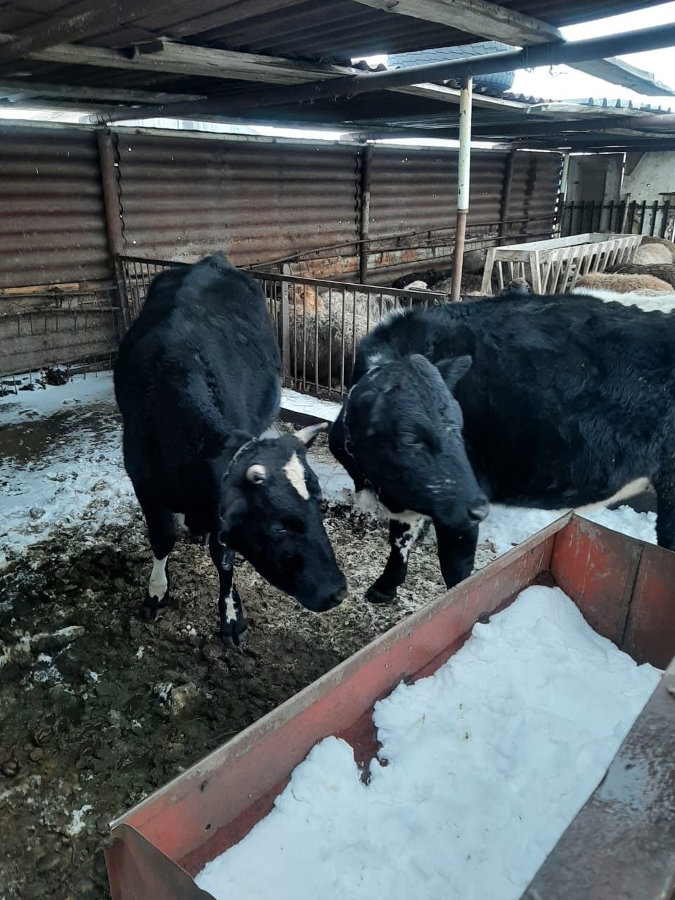 Продам телят, коров, торг при осмотре