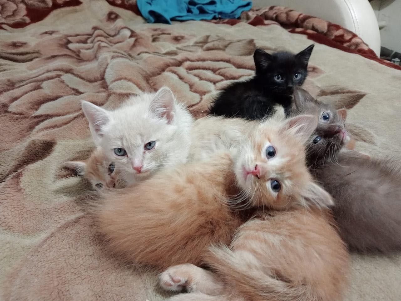 Отдам красивых и милых котят