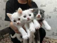 Отдам котят в добрые руки