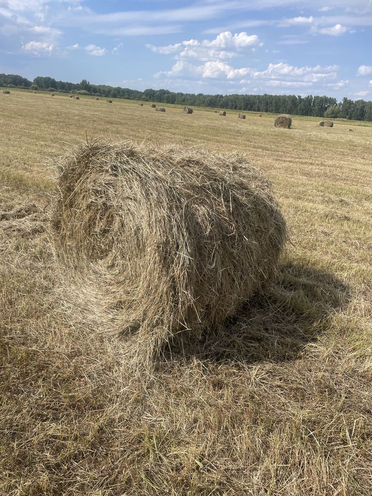 Продам сено в тюках, а также рулоны