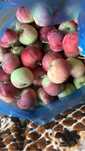 Продам ранетки вкусные по 200 тенге за кг самовывоз доставки не.