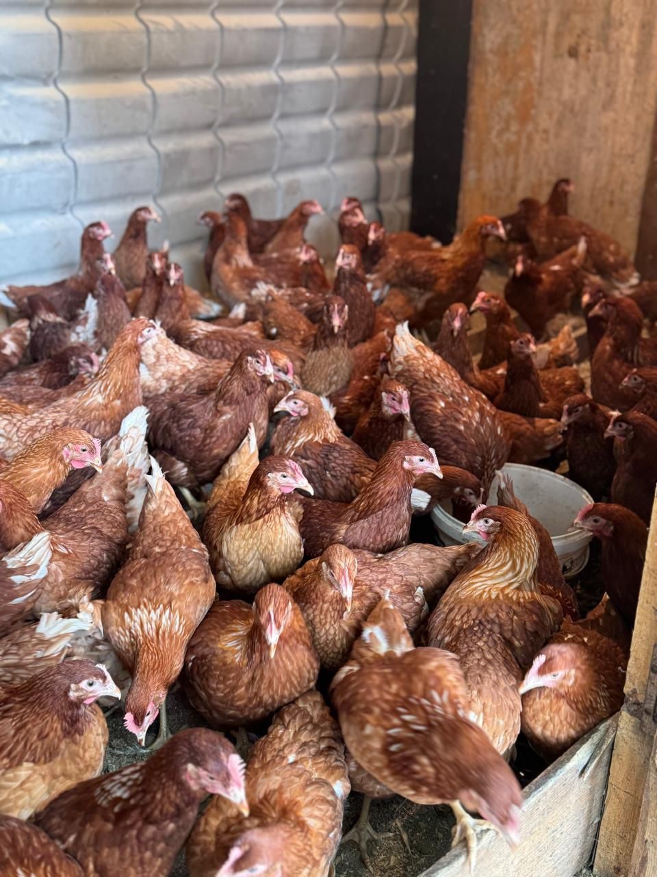 Продам молодку ломан браун