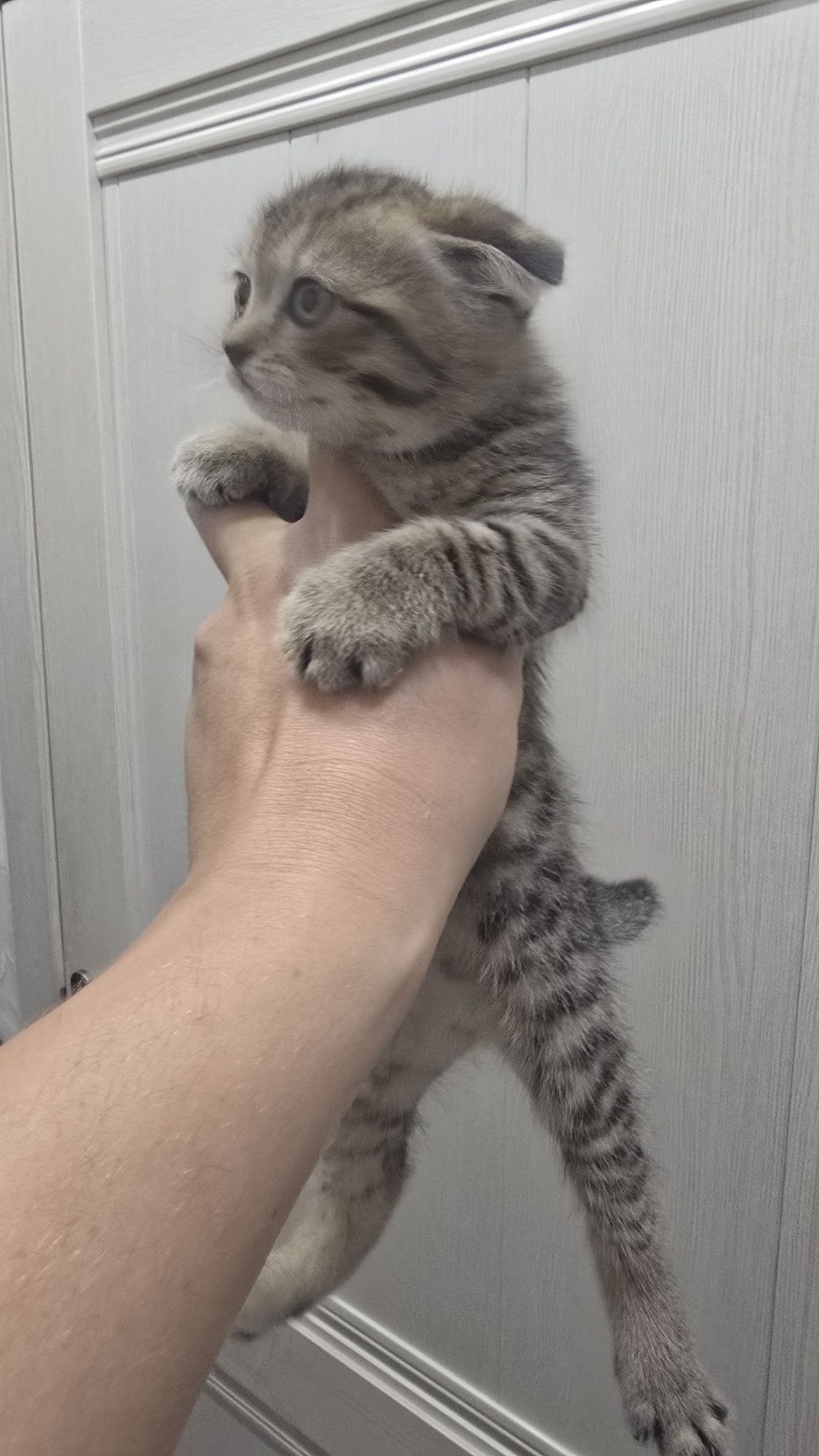 Продаю котят скотиф фолд
