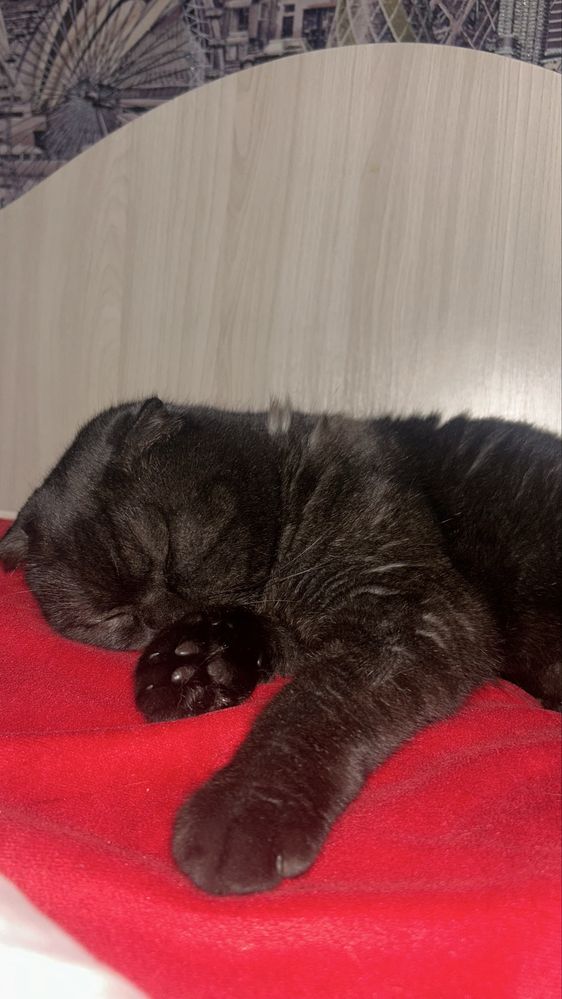 Отдам кошку в добрые руки.