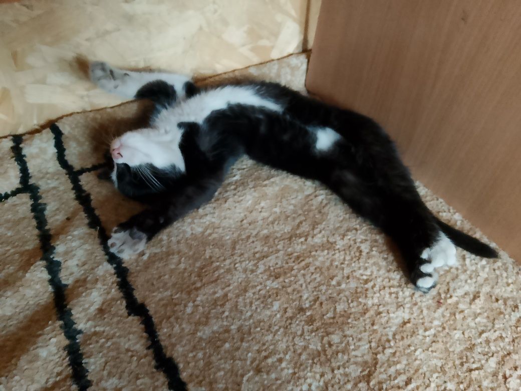 Котята 4 месяца, родились 28 февраля