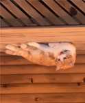 Кота в хорошие добрые руки