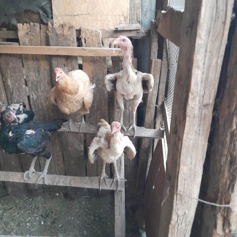 Продам дакана дакан