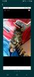 Отдам бесплатно котёнка!!
