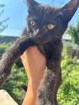 Котята мальчики 3 месяца