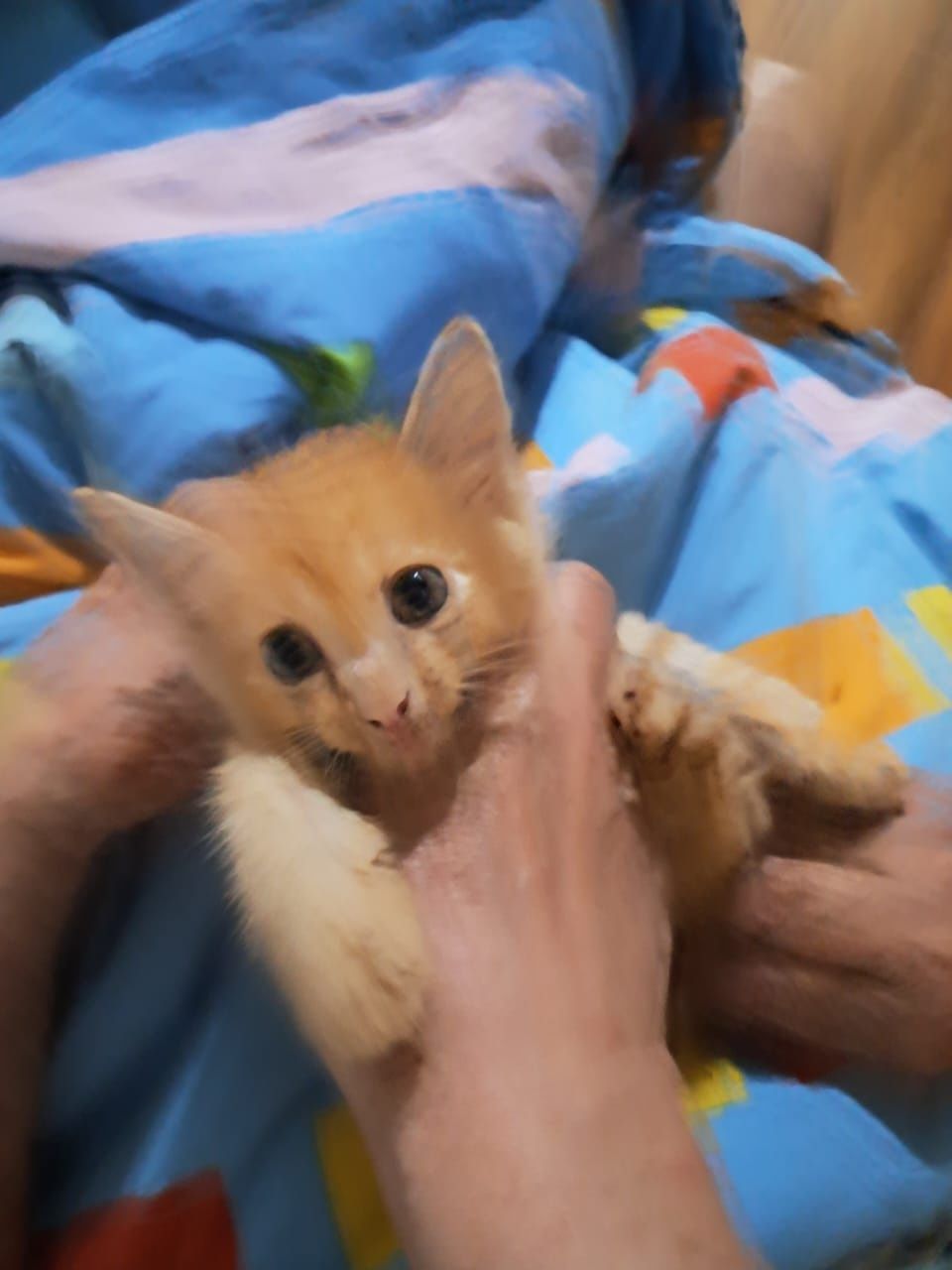 Рыжие котята ищут дом
