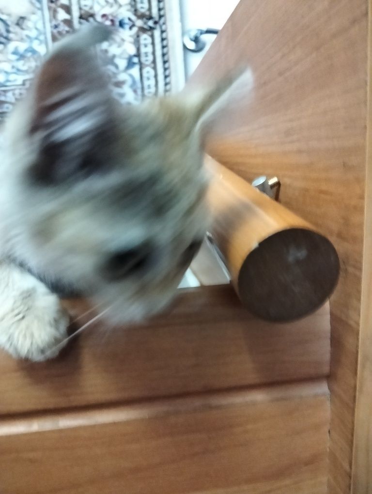 Котёнок маленький