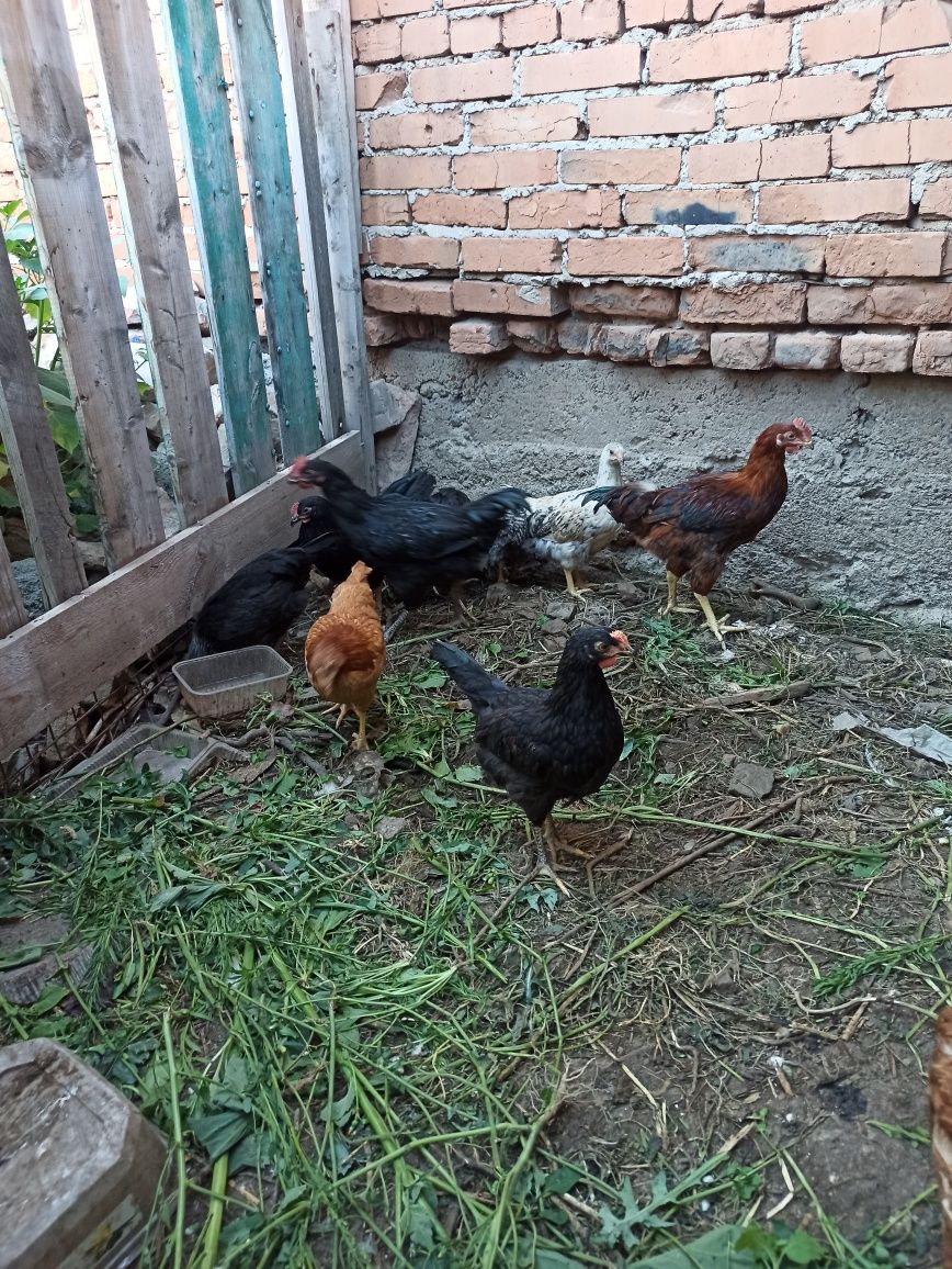 Продам петухов 3 месяца