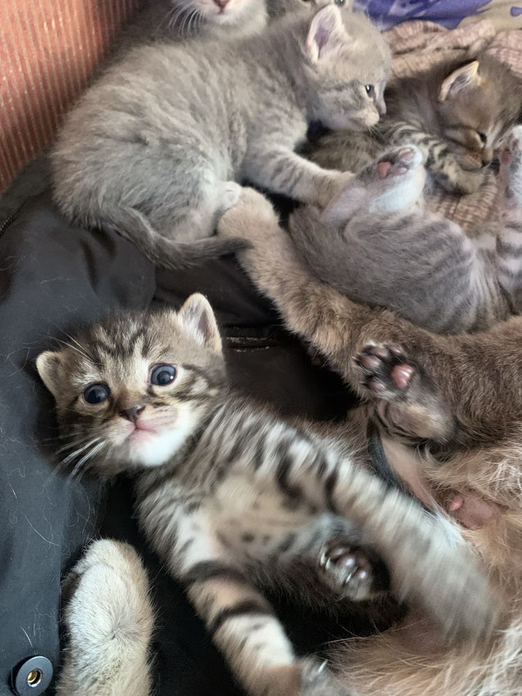 Бесплатно отдам котят в добрые руки.пять мальчиков,одна девочка.