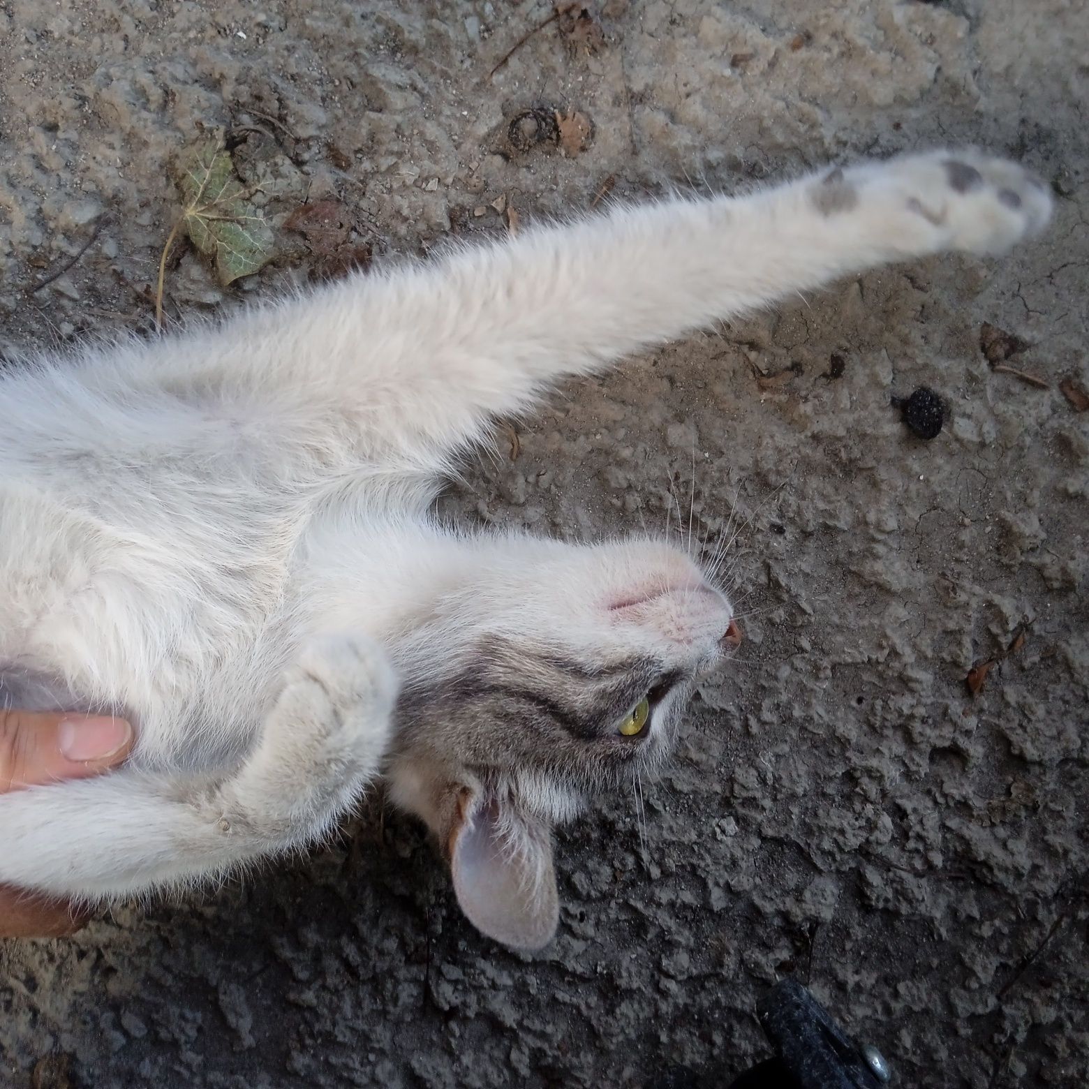 Отдам кошечку котёнка