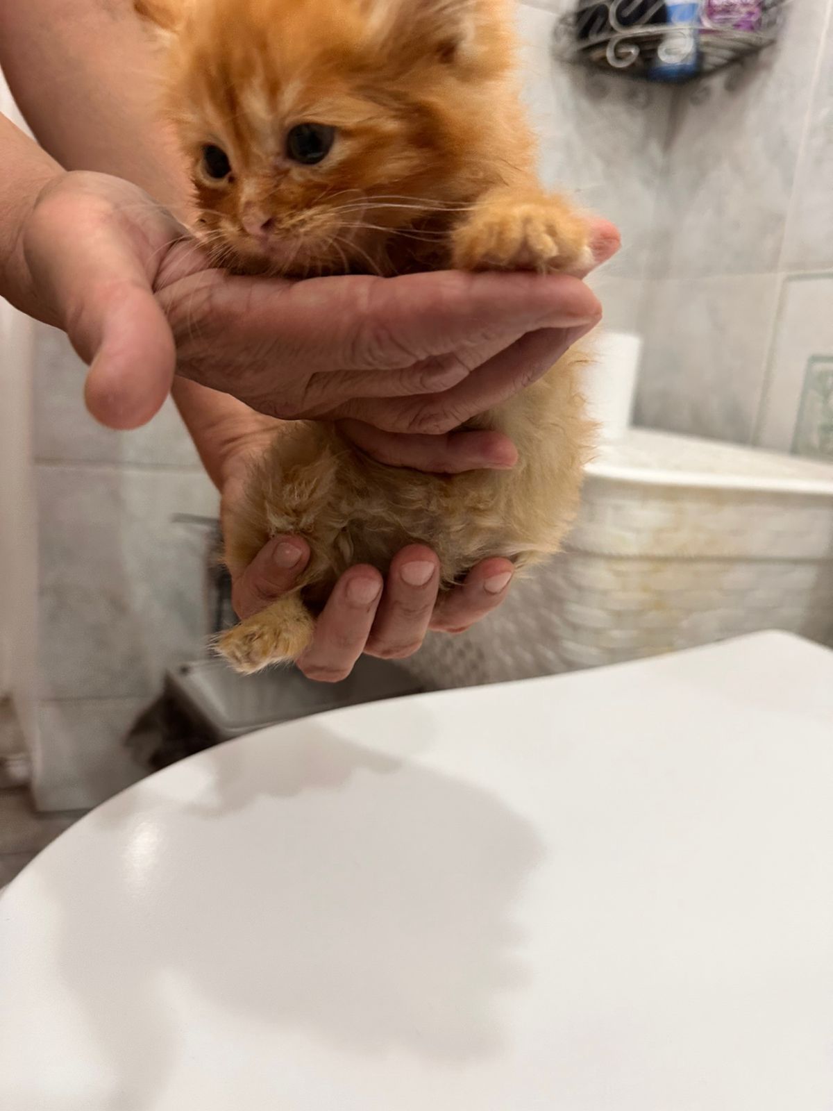 Рыжий котёнок  мальчик в любящие руки