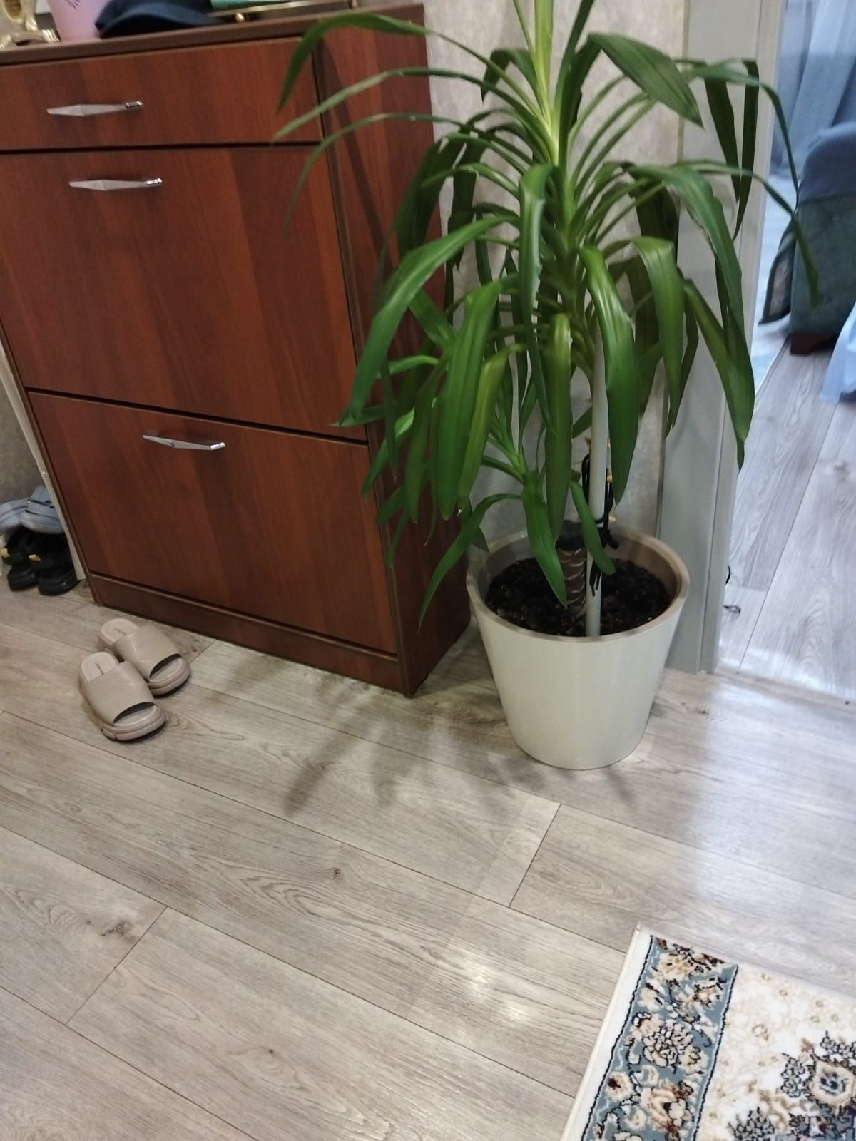 Комнатные растения