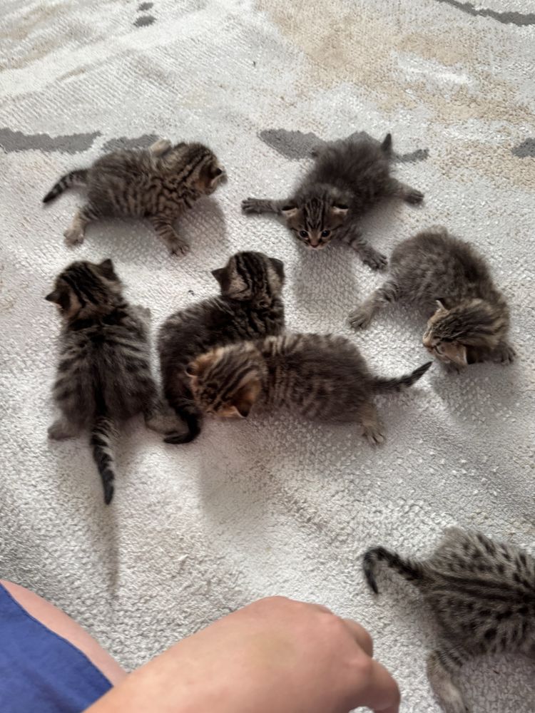 Продам котят , красивые умные