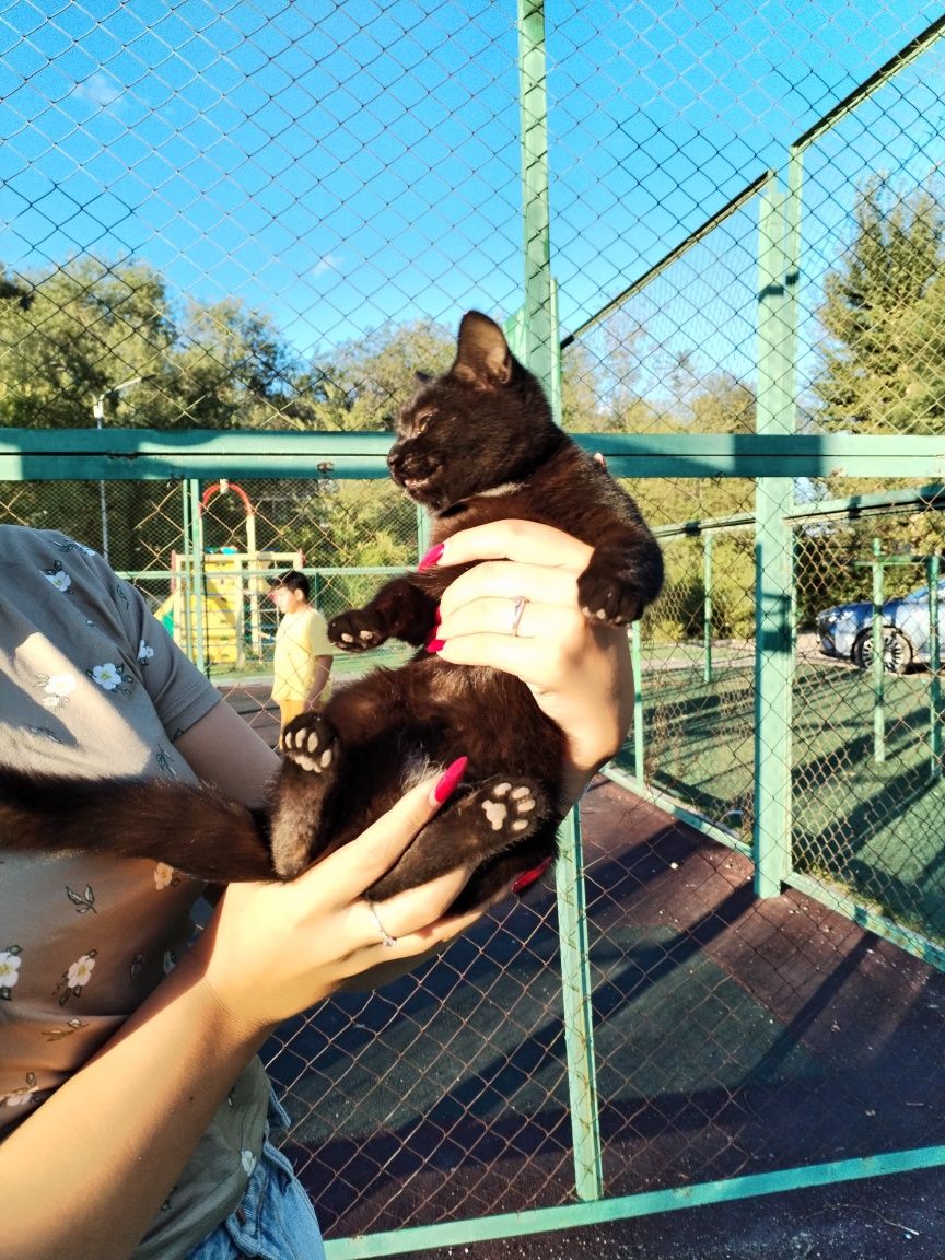 Срочно котёнку нужен дом живёт на улице шустрая девка