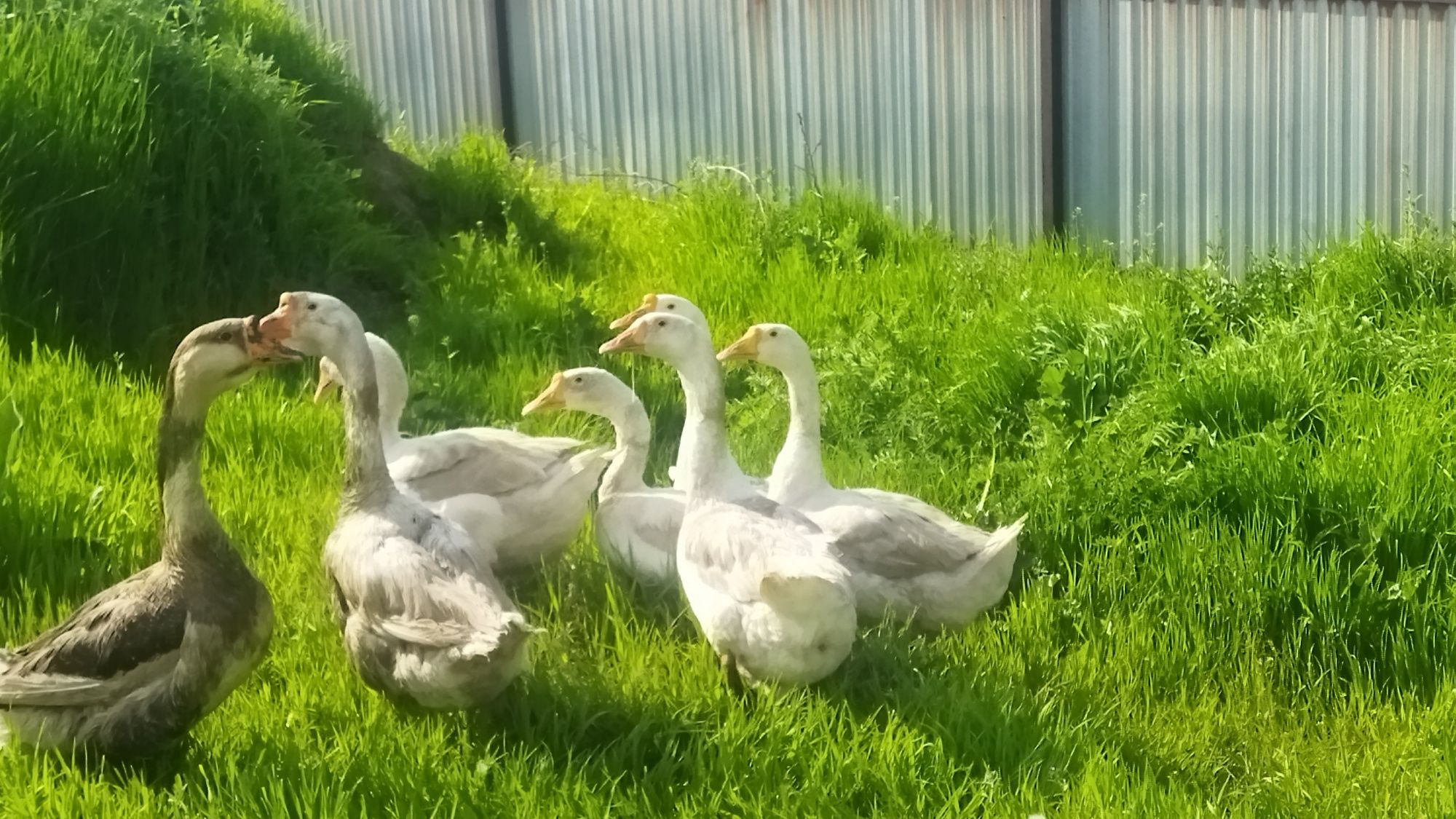 Продам гуси, қазы