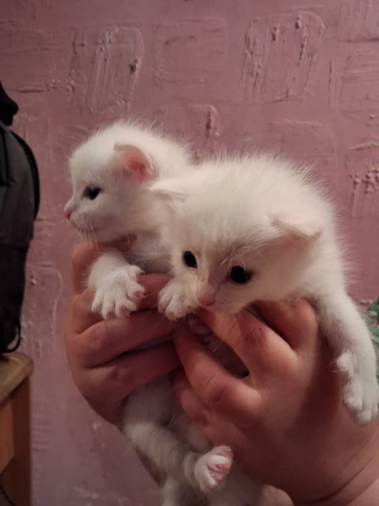 Котята в зорошие надежные руки