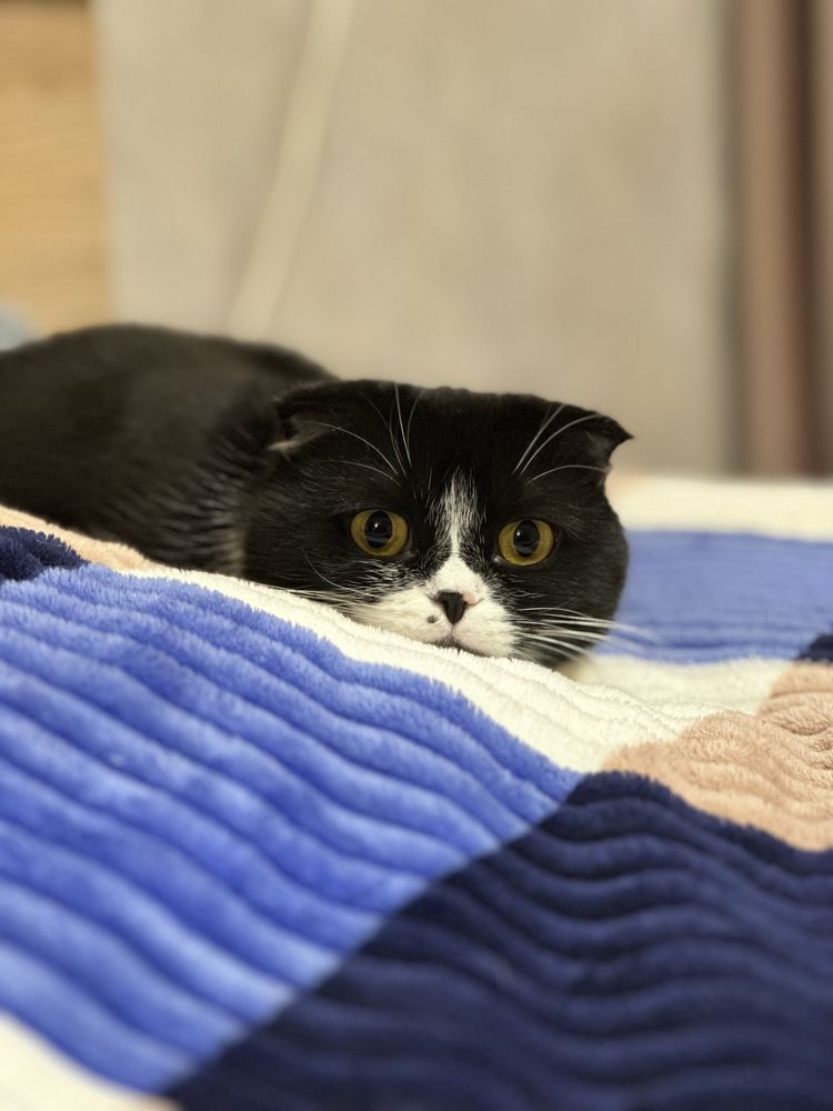 Кошка, отдам в добрые руки