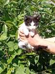 Котёнок в ответственные руки.
