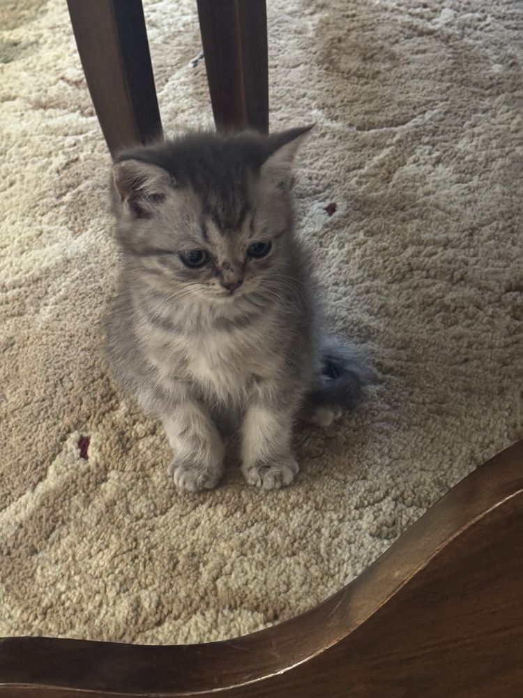 шотландские прямоухие котята